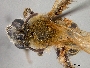 Andrena amarilla image