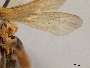 Andrena amarilla image