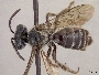 Andrena vidalesi image