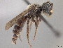 Andrena vidalesi image