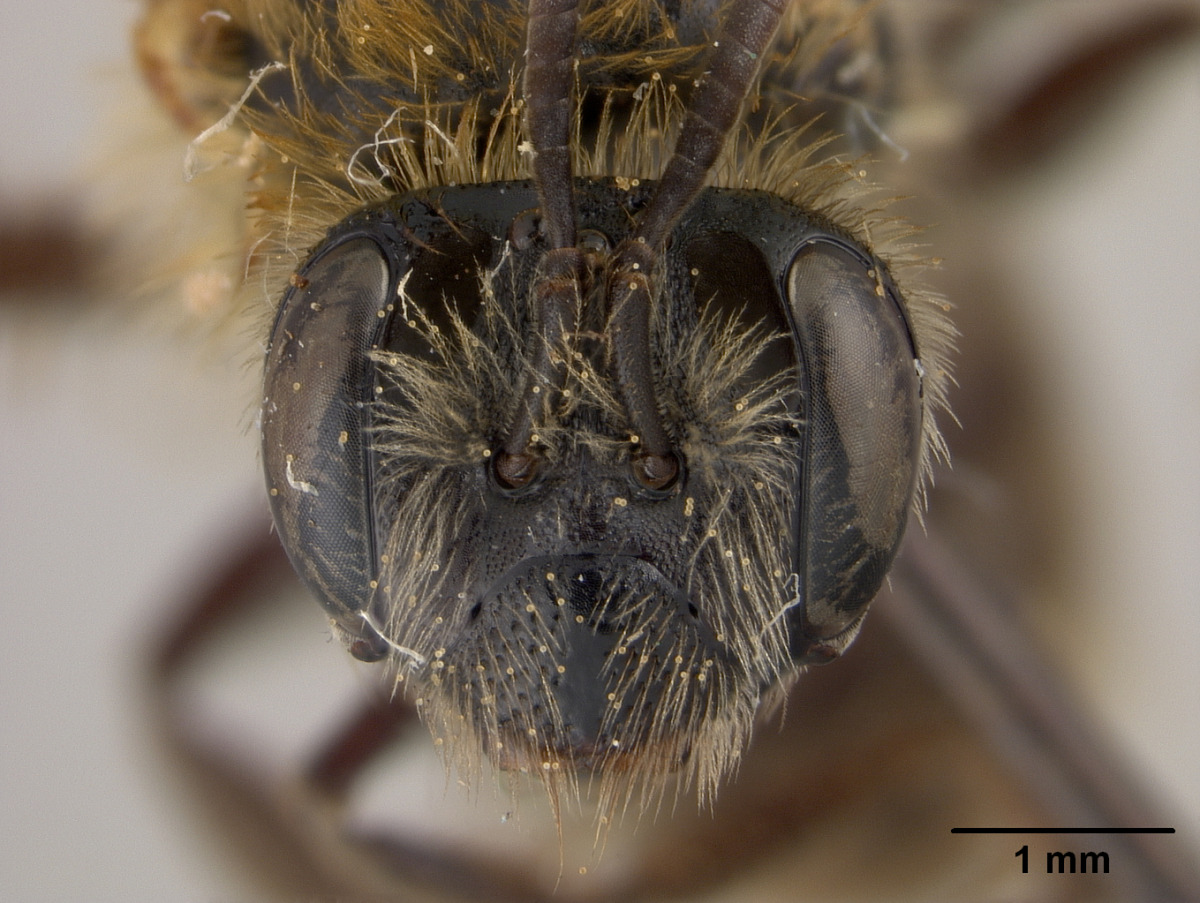 Andrena uyacensis image
