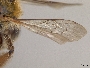 Andrena uyacensis image