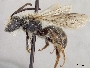 Andrena hondurasica image