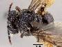Pseudopanurgus rufosignatus image