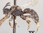 Pseudopanurgus opacellus image