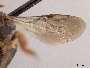 Pseudopanurgus crenulatus image