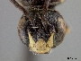 Pseudopanurgus zamoranicus image