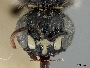 Calliopsis hondurasica image