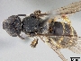Lasioglossum uyacicola image