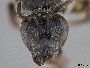 Lasioglossum uyacicola image