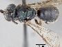 Lasioglossum zamoranicum image