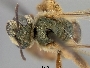 Lasioglossum aricense image