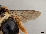 Pachymelus heydenii image