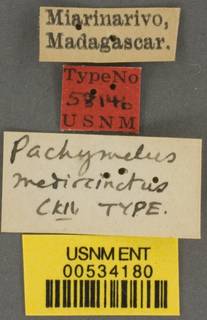 Pachymelus micrelephas image