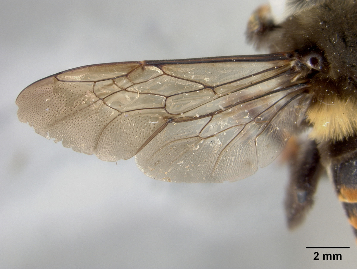 Pachymelus micrelephas image