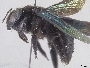 Xylocopa auripennis image