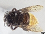 Eufriesea surinamensis image