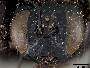 Xylocopa tranquebarorum image