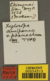 Xylocopa auripennis image