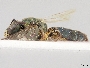 Lasioglossum viridiscitum image