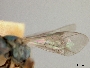 Lasioglossum fijiense image