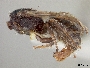 Lasioglossum cognatum image