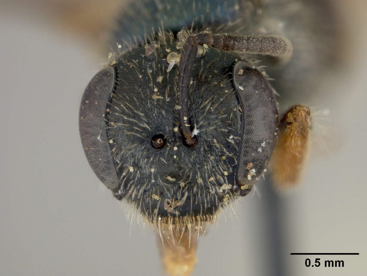 Lasioglossum niveifrons image