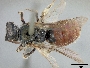 Lasioglossum erythrurum image