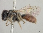 Lasioglossum erythrurum image