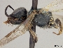 Lasioglossum niveifrons image