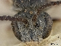 Lasioglossum pachycephalus image