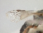 Lasioglossum pachycephalus image