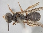 Lasioglossum bicingulatum image