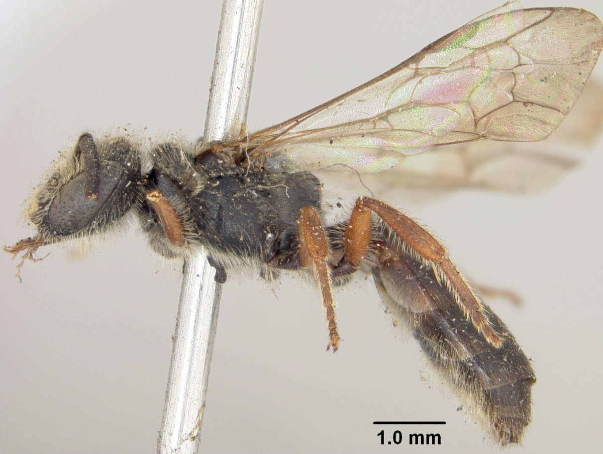 Lasioglossum bicingulatum image