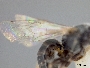 Lasioglossum pseudoplanulum image