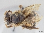 Image of Ptiloglossa hondurasica