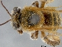 Image of Exomalopsis mellipes