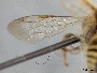 Exomalopsis mellipes image