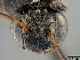 Ancyloscelis apiformis image