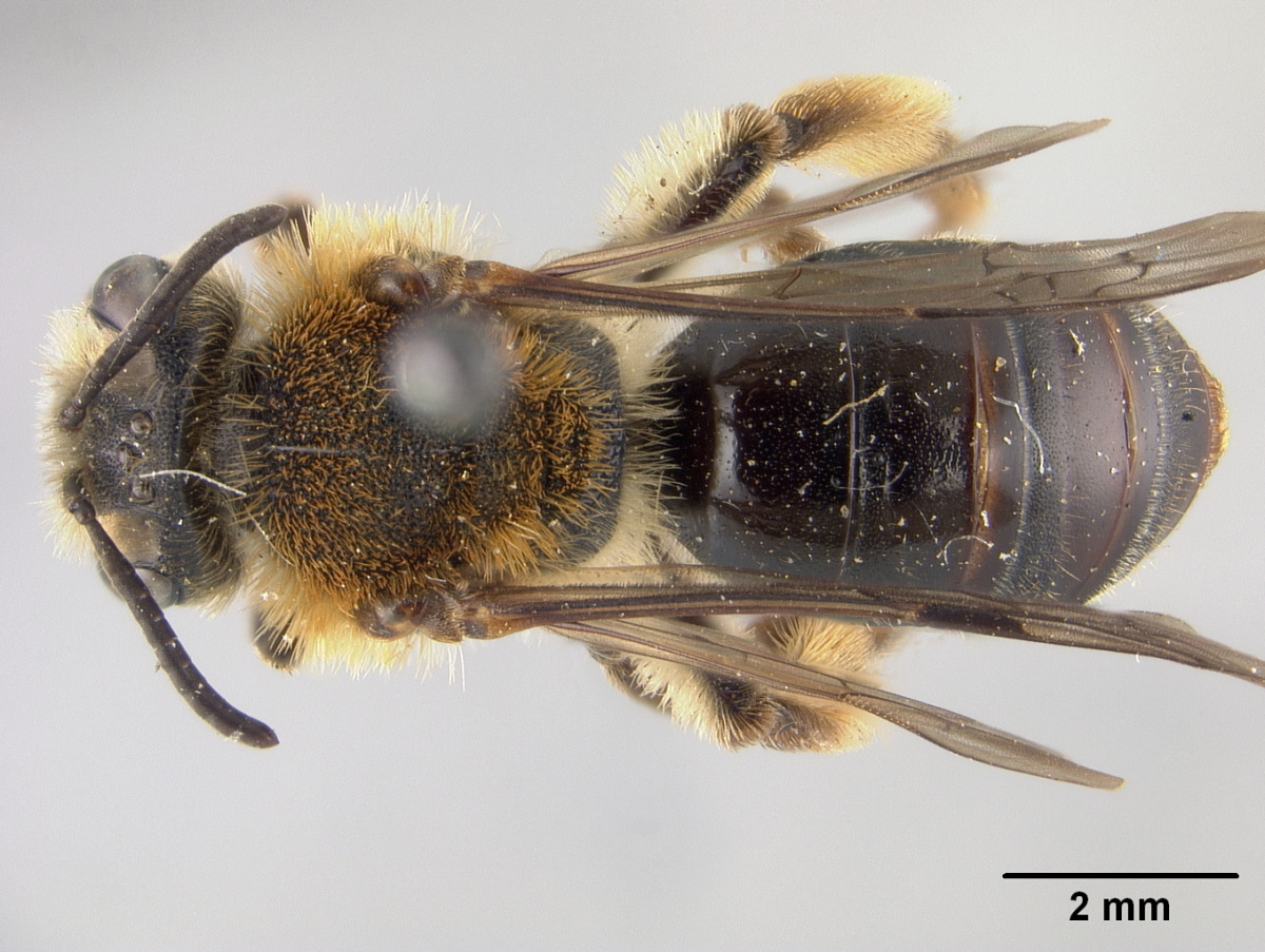 Andrena fuscicauda image