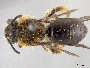 Image of Andrena fuscicauda