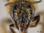 Andrena fuscicauda image