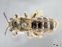 Andrena isocomae image