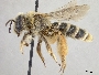 Andrena isocomae image