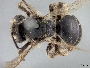 Andrena pulverea image