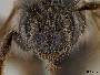Andrena pulverea image