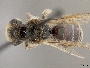 Image of Andrena duboisi