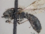 Andrena chlorogaster image