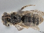 Image of Andrena cercocarpi