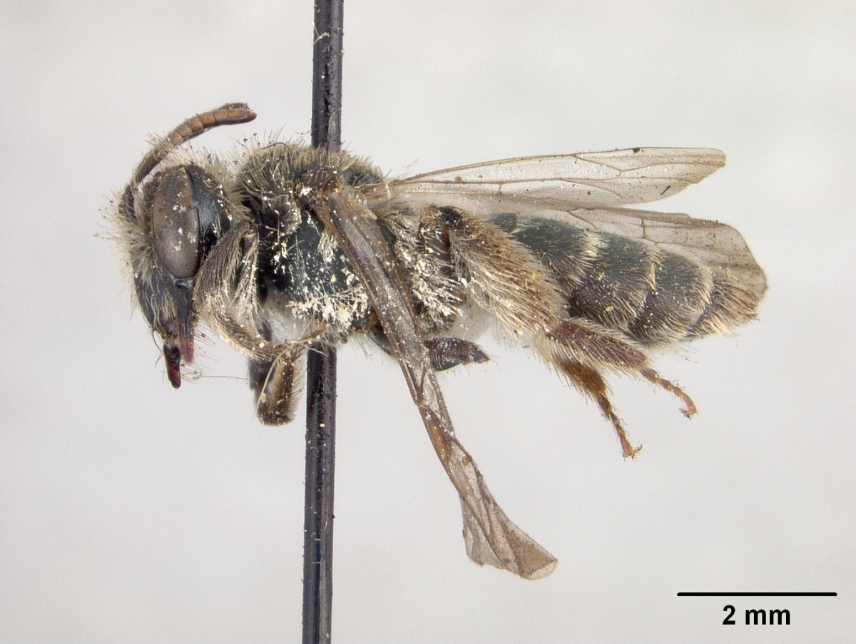Andrena cercocarpi image